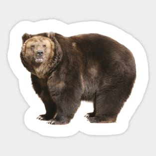 Brown Bear Sticker